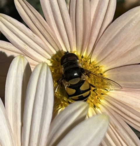 Unknown species found near University of Delaware, Newark, DE, US
