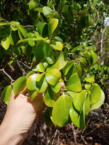 Guapira fragrans, photograph 5