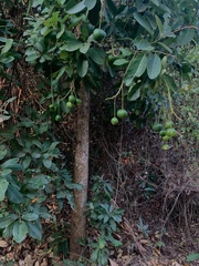Capparidastrum petiolare