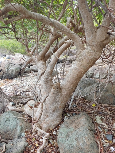 Pisonia subcordata, photograph 6