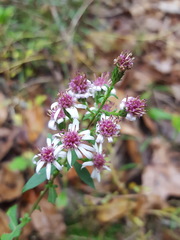 Symphyotrichum elliottii