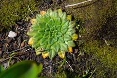 Plantago triantha