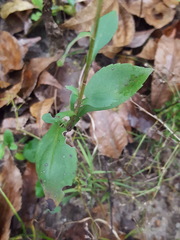Symphyotrichum elliottii