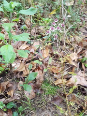 Symphyotrichum elliottii