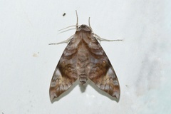 Acosmeryx pseudonaga