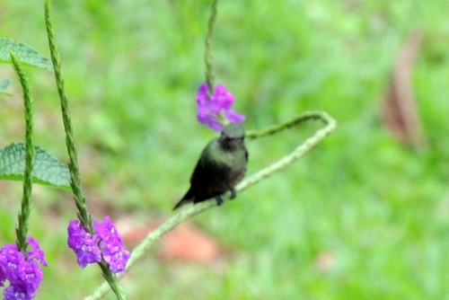 Phaeochroa cuvierii