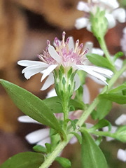 Symphyotrichum elliottii