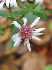 Symphyotrichum elliottii