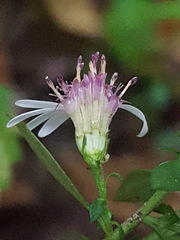 Symphyotrichum elliottii