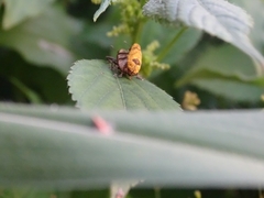 Gasteroclisus