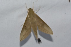 Theretra boisduvalii