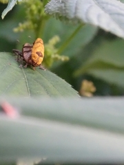 Gasteroclisus