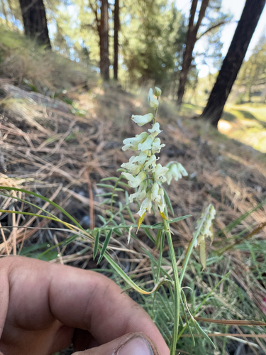 showy vetch (Vicia pulchella)