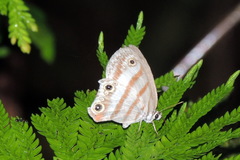 Euptychia