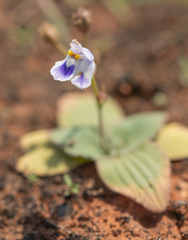 Craterostigma pumilum, photograph (c) Morten Ross, some rights reserved (CC BY)