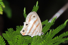 Euptychia