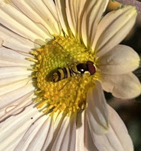 Unknown species found near University of Delaware, Newark, DE, US