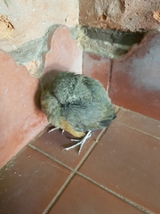 Turdus rufiventris