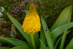 Bulbinella rossii