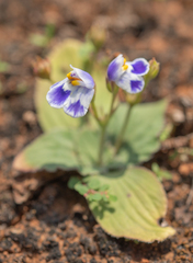 Craterostigma pumilum, photograph (c) Morten Ross, some rights reserved (CC BY)