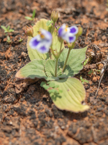 Craterostigma pumilum, photograph 5