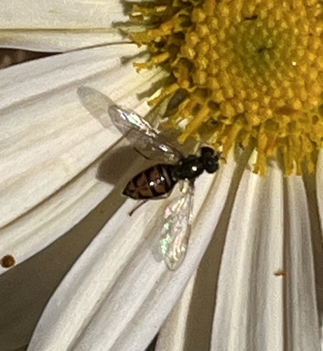 Unknown species found near University of Delaware, Newark, DE, US