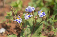 Craterostigma pumilum