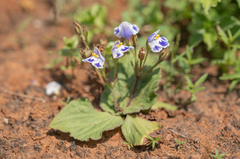 Craterostigma pumilum, photograph (c) Morten Ross, some rights reserved (CC BY)
