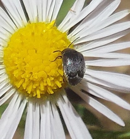 Spermophagus, 2025-07-10