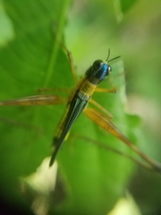 Eumastax