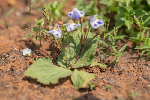 Craterostigma pumilum, photograph 2