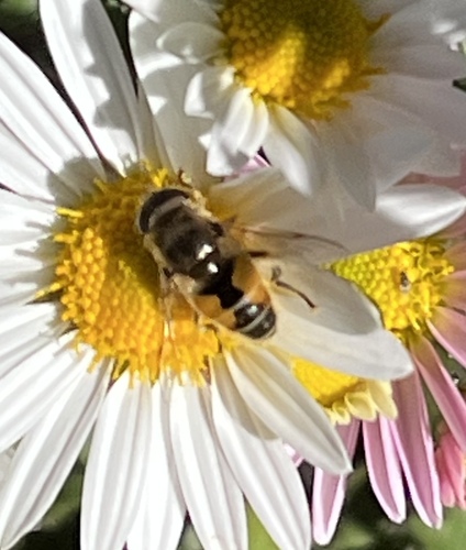 Unknown species found near University of Delaware, Newark, DE, US