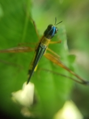 Eumastax