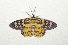 Dysphania militaris