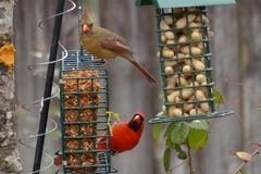 Cardinalis cardinalis