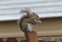 Sciurus carolinensis