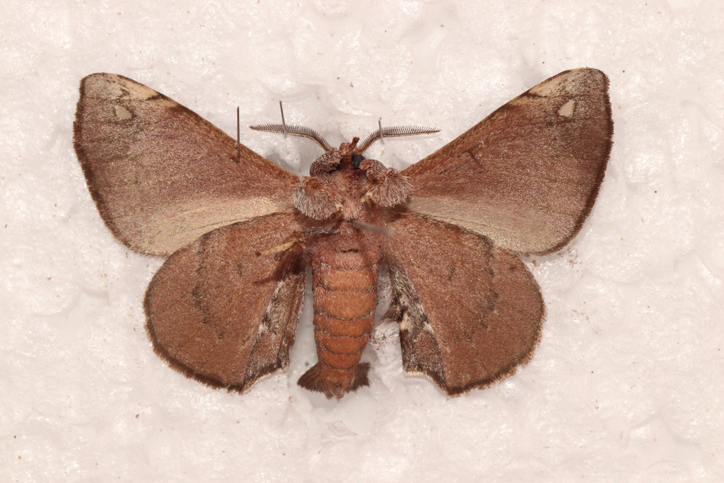 Crastolliana landryi