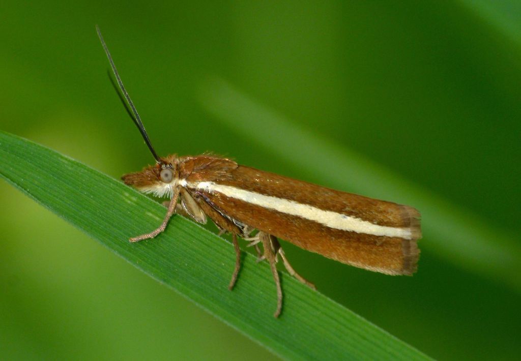 Orocrambus geminus