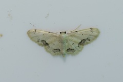 Idaea chotaria