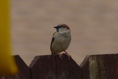 Passer domesticus