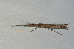 Trachythorax maculicollis