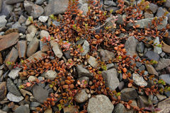 Epilobium microphyllum