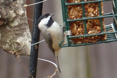 Poecile carolinensis