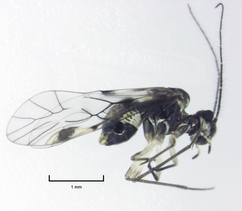 Genus Blaste · iNaturalist