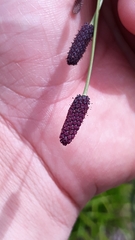 Eryngium ebracteatum