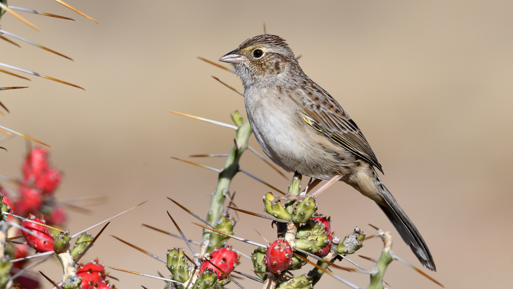 Cassin's Sparrow (Sparrows of the US) · iNaturalist