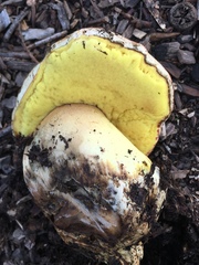 Butyriboletus querciregius