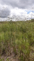Eryngium ebracteatum