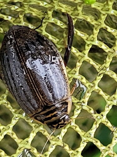 Lesser Diving-beetle, 1382 LP Weesp, Nederland, photo 7 of 10