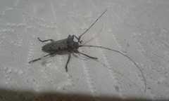 Cerambycidae